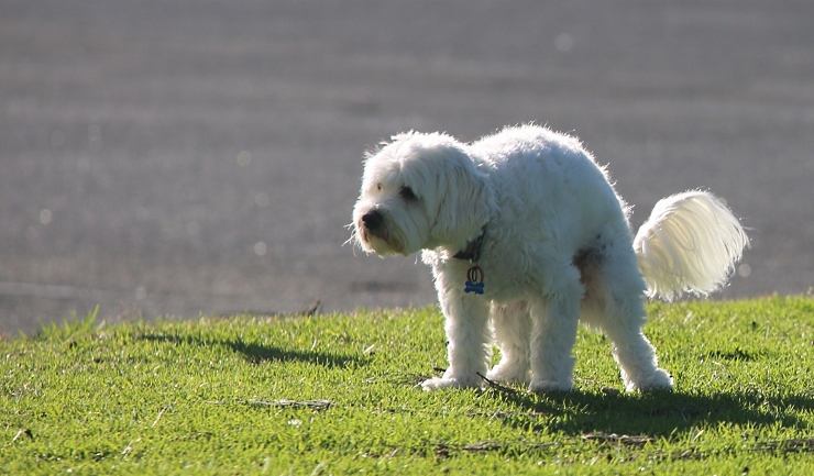 giardia hond besmettelijk)