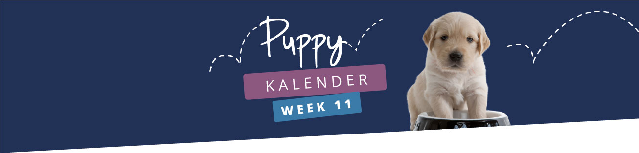 Puppykalender - week 11