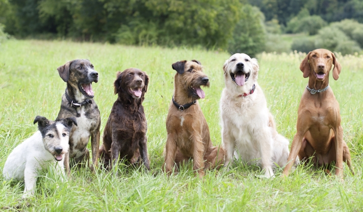 Machtig Tegen de wil Doctor in de filosofie licg.nl - Honden