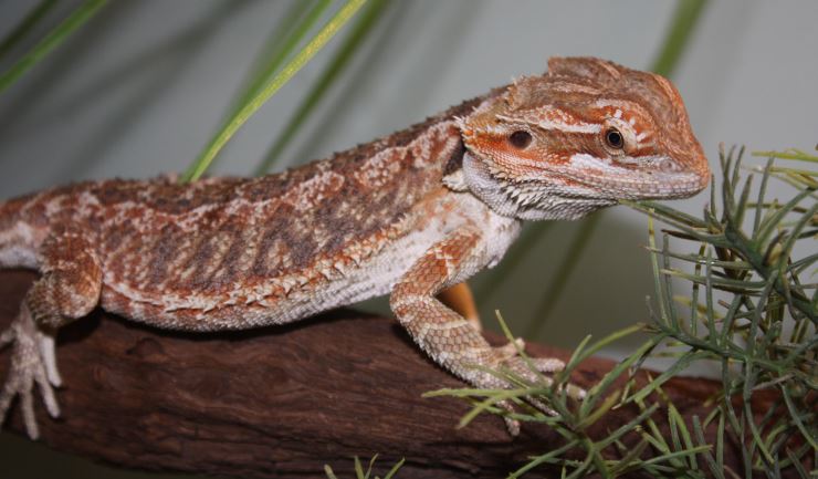 spoor tuberculose Maria licg.nl - Terrariumdieren