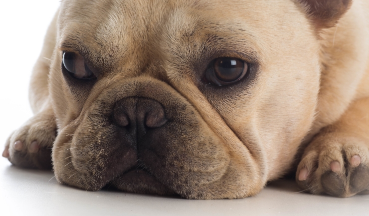 Banyan Grit Ziekte licg.nl - BOAS bij kortsnuitige honden