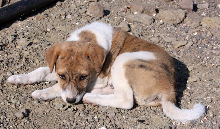 Situatie Van hoek licg.nl - De aanschaf van een buitenlandse zwerfhond of -kat