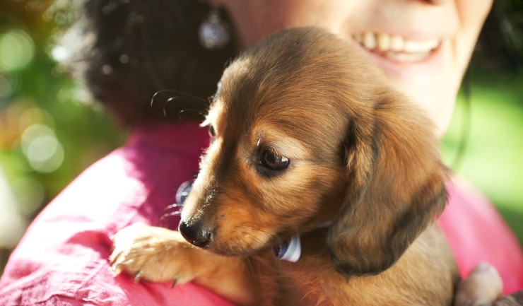 licg.nl - Veel vraag naar honden Corona