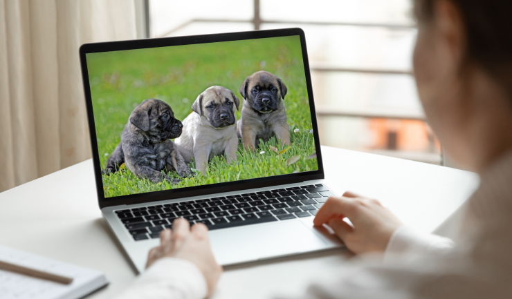 licg.nl Stappenplan 'Puppy via internet'