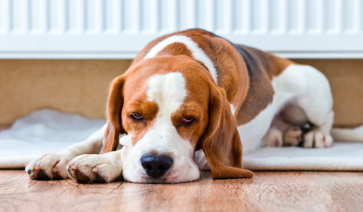 hemel schuld heilige licg.nl - Pijn herkennen bij honden