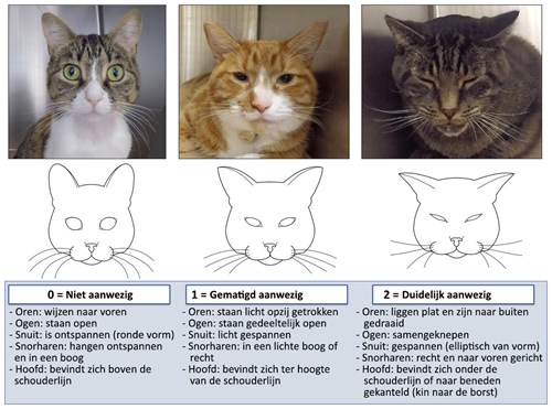 vloeistof emotioneel Vooruitzicht licg.nl - Pijn herkennen bij katten