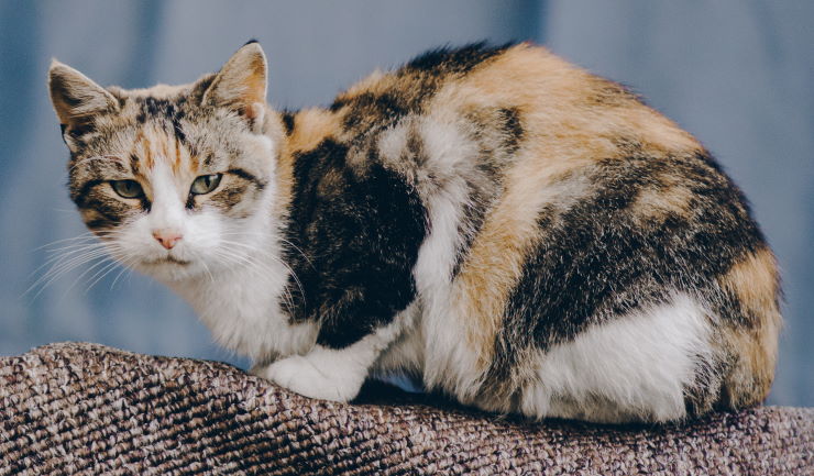 rustig aan Schandelijk verschijnen licg.nl - Pijn herkennen bij katten