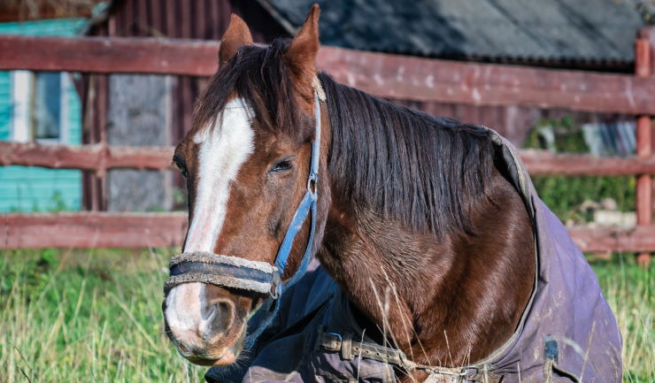 hervorming Scharnier vliegtuigen licg.nl - Pijn herkennen bij paarden