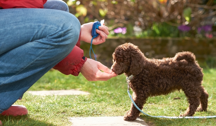 Egomania Spanje Snelkoppelingen licg.nl - Leren en gedrag van uw puppy