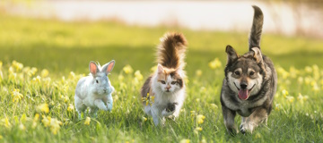 Houd je dier gezond!