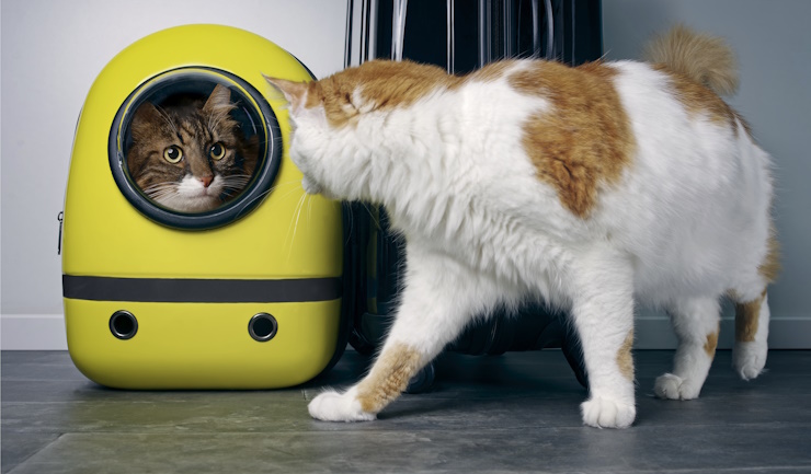licg Een kat in een rugzakje stressvoller kan bijna niet