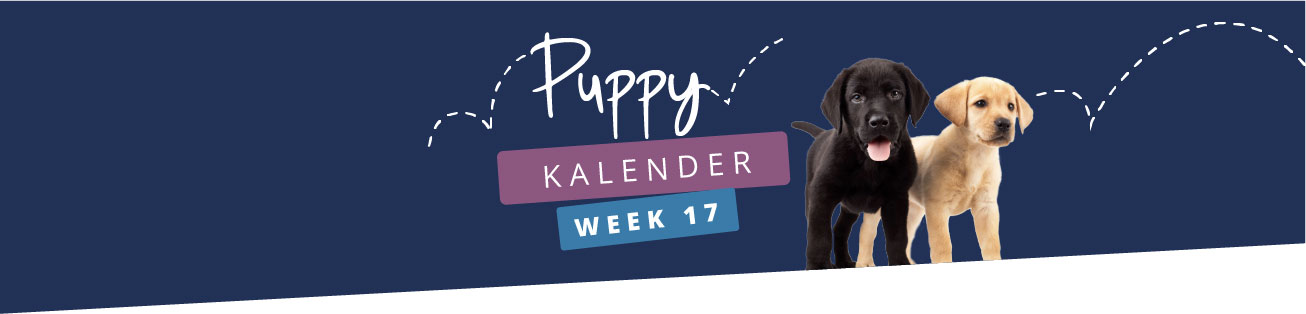 Puppykalender - week 17